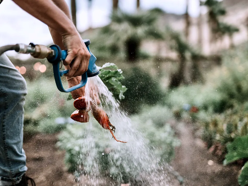 Hand watering garden plants with a hose