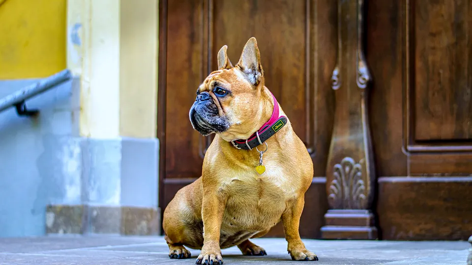 Dog sitting in front of a wood door
