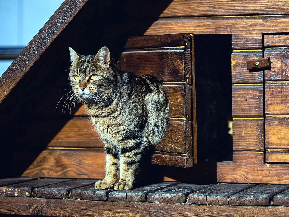 Cat stepping through an opening in a wood wall
