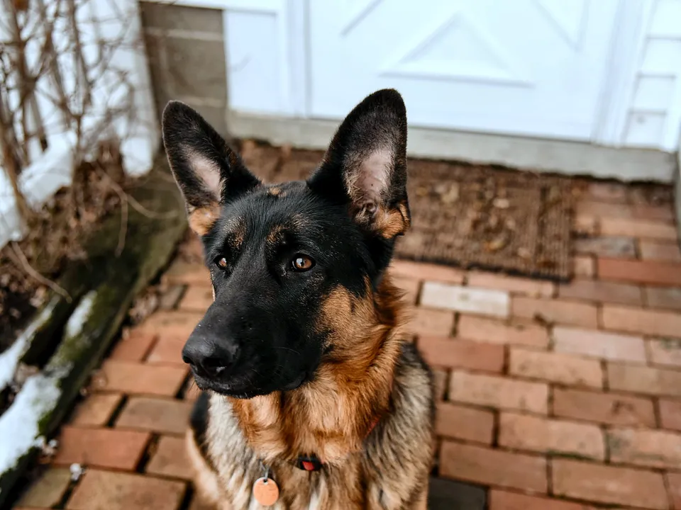 Dog waiting at a backyard gate on a brick patio