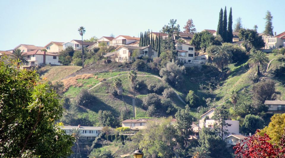 Houses along the top of a green hillside in Monterey Park, with palms and cypress trees