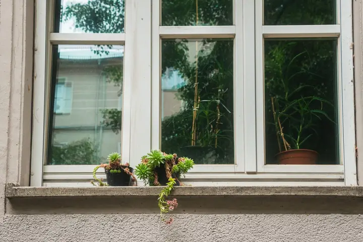 Close-up of potted succulents on an outdoor window ledge