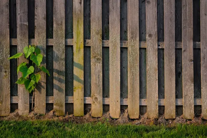 Close-up of a wooden fence with fresh green plant growth, highlighting nature's resilience