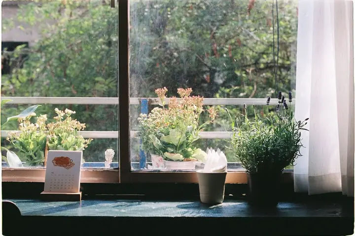 Sunlit windowsill featuring potted plants and a calendar, creating a peaceful indoor scene
